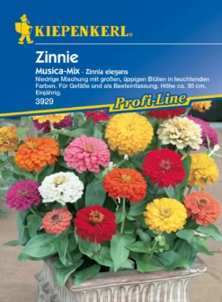 Zinnie Musica | Zinniensamen Von Kiepenkerl