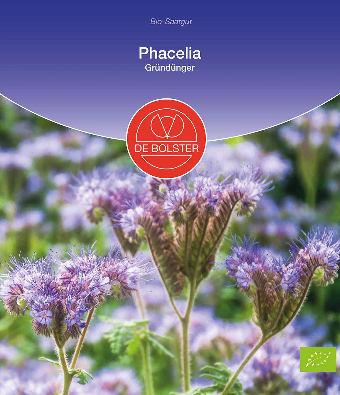 Phacelia Gründünger | BIO Phaceliasamen Von De Bolster – Bild 2