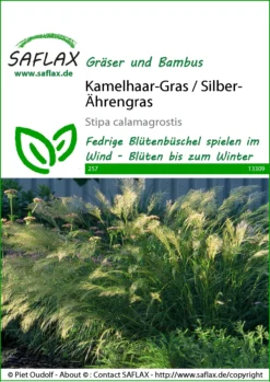 Kamelhaar-Gras / Silber-Ährengras | Gräsersamen Von Saflax