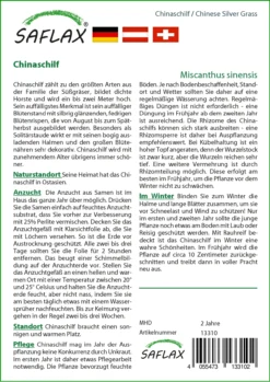 Chinaschilf | Gräsersamen Von Saflax