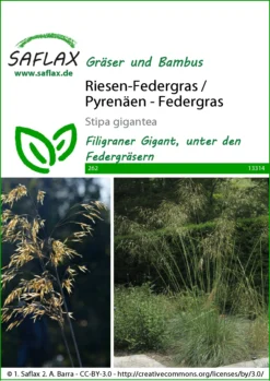 Riesen-Federgras (Pyrenäen-Federgras) | Gräsersamen Von Saflax