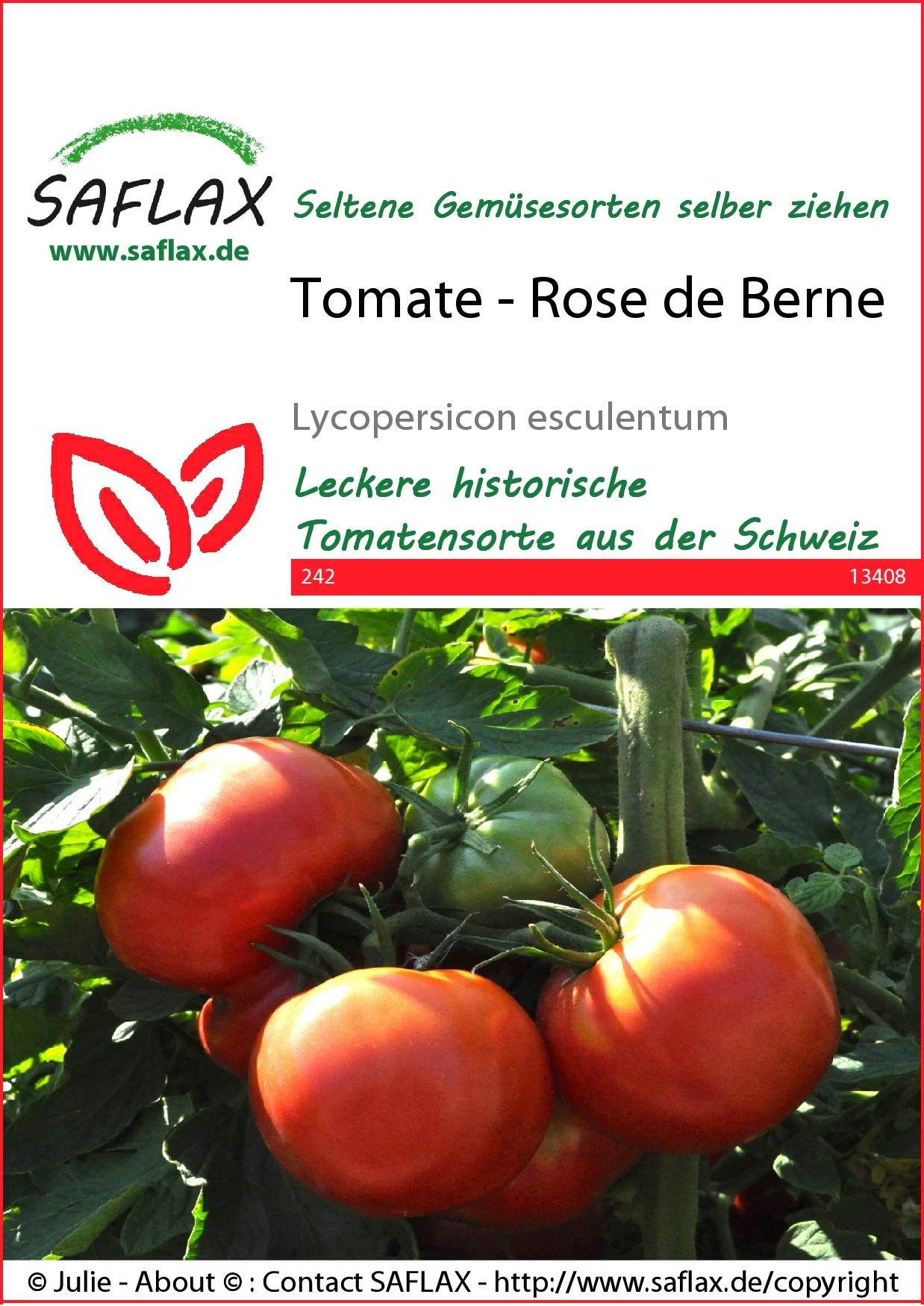 Tomate Rose De Berne | Tomatensamen Von Saflax – Bild 2