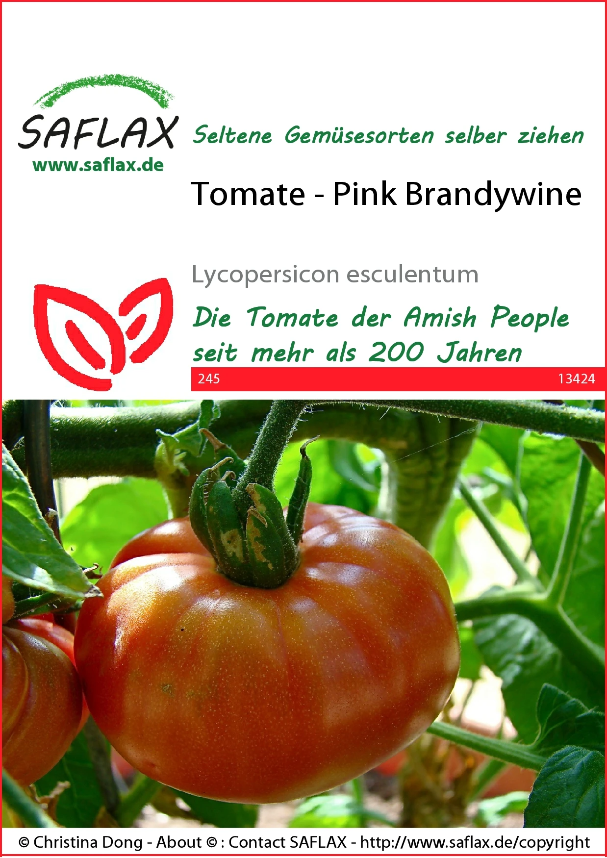 Tomate Pink Brandywine | Tomatensamen Von Saflax – Bild 2