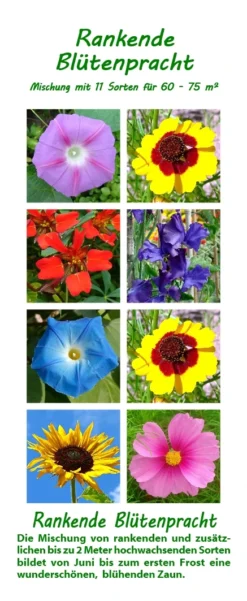 Rankende Blütenpracht | Blumenmischung Von Saflax