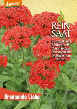 Brennende Liebe | BIO Nelkensamen Von Reinsaat