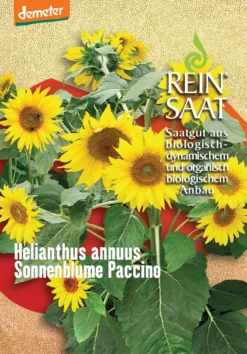 Sonnenblume Paccino | BIO Sonnenblumensamen Von Reinsaat