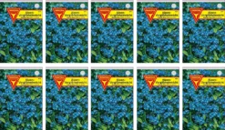 Vergissmeinnicht 10er Pack | Vergissmeinnichtsamen Von Frankonia Samen