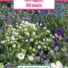 Blumenwiese Mini-Teppich Ultramarin (100 G) | Blumensamen Von Bertrand