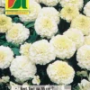 Studentenblume Bianca F1 | Studentenblumensamen Von Austrosaat