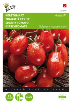 Tomaten Modus F1 | Tomatensamen Von Buzzy Seeds [MHD 07/2024]