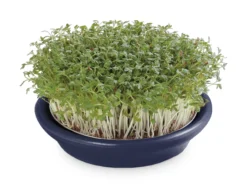 Kressesieb Metallic-blau (12 Cm) | Sprossensiebe Von Eschenfelder