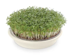 Kressesieb Weiß (16 Cm) | Sprossensiebe Von Eschenfelder