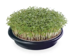 Kressesieb Anthrazit (16 Cm) | Sprossensiebe Von Eschenfelder