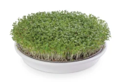 Kressesieb Weiß (21,5 Cm) | Sprossensiebe Von Eschenfelder