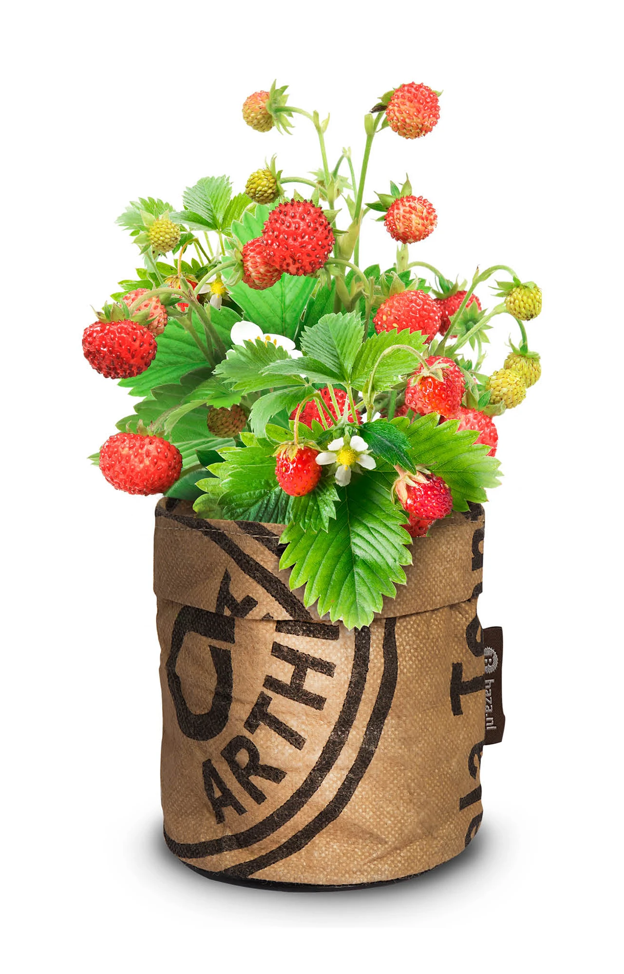 Greensquad Süße Erdbeere | Anzuchtsets Von Baza – Bild 4