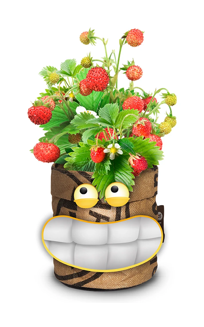 Greensquad Süße Erdbeere | Anzuchtsets Von Baza – Bild 3