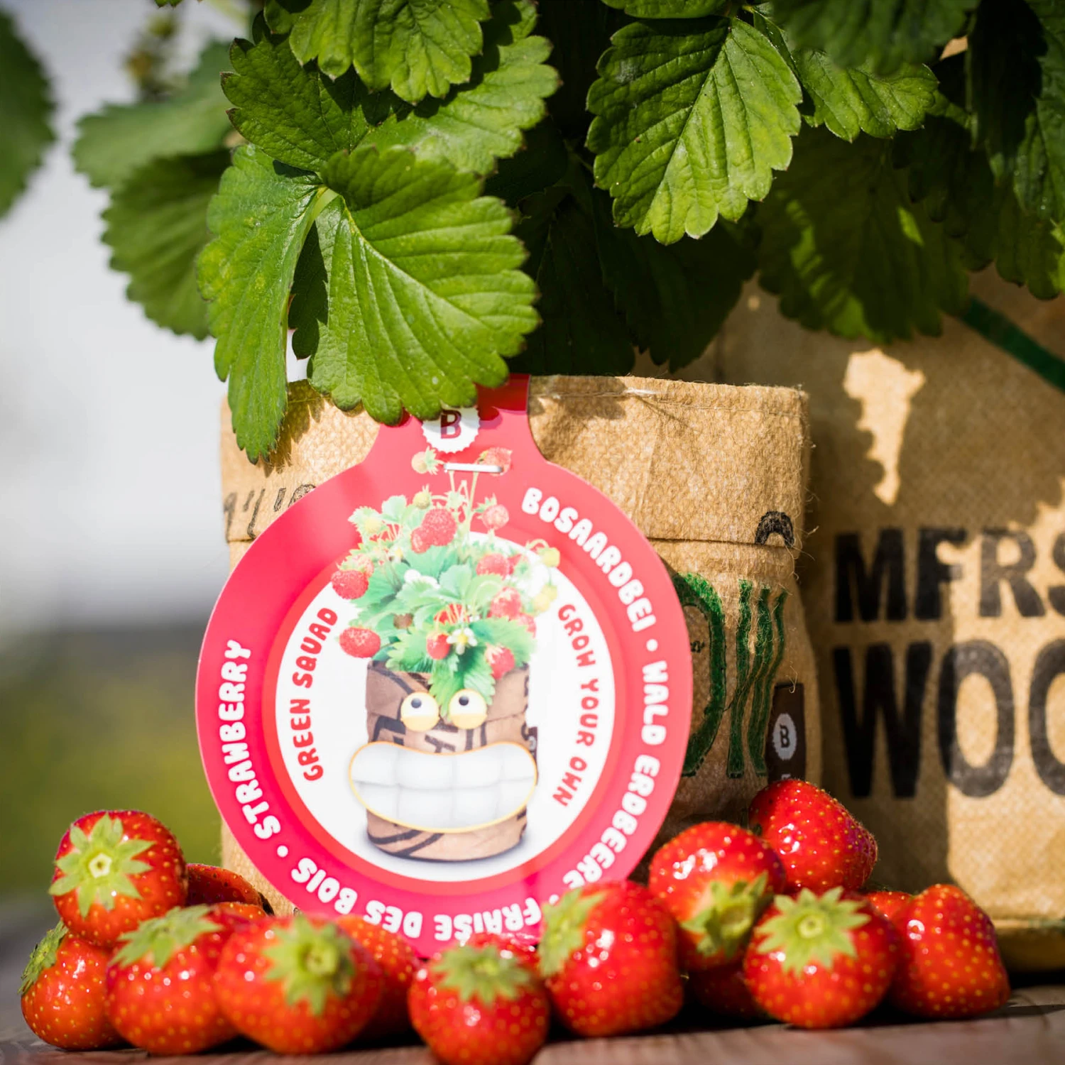 Greensquad Süße Erdbeere | Anzuchtsets Von Baza