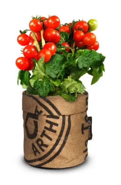 Greensquad Snack-Tomaten | Anzuchtsets Von Baza