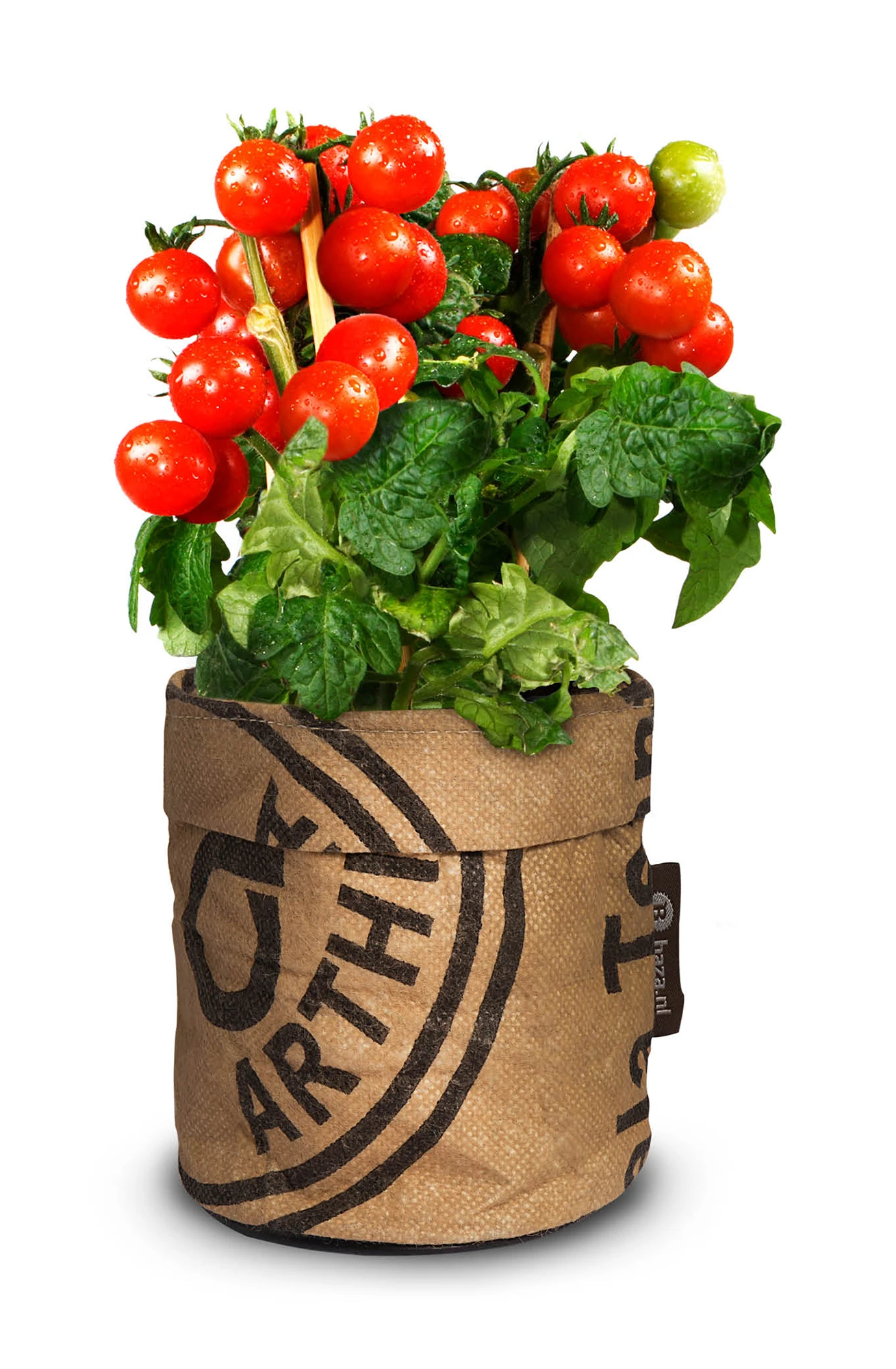 Greensquad Snack-Tomaten | Anzuchtsets Von Baza