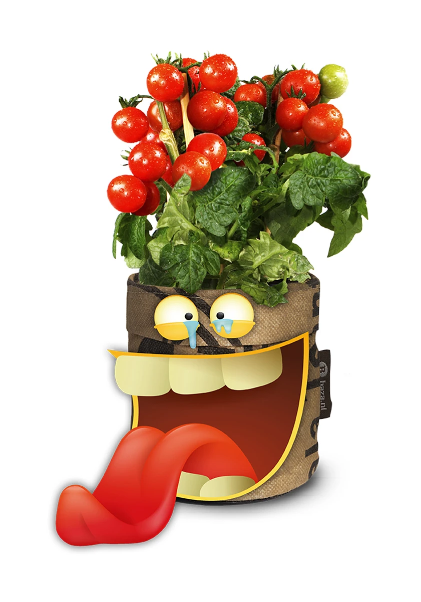 Greensquad Snack-Tomaten | Anzuchtsets Von Baza – Bild 4