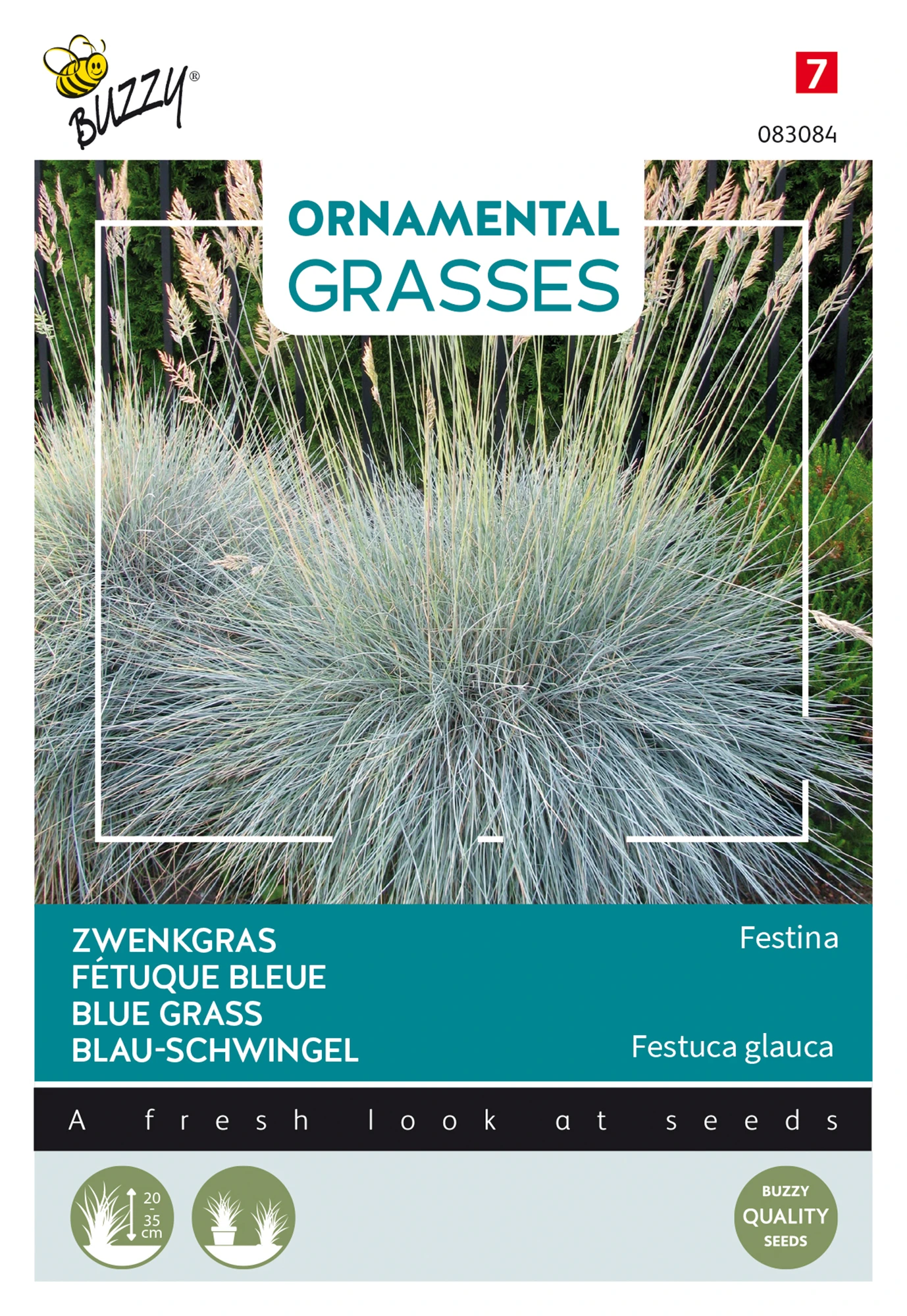 Blau-Schwingel Festina | Blauschwingelsamen Von Buzzy Seeds – Bild 2