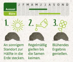 Samenbomben Die Wilde Wiese (6 Stück) | Wildblumenwiese Von FLORTUS