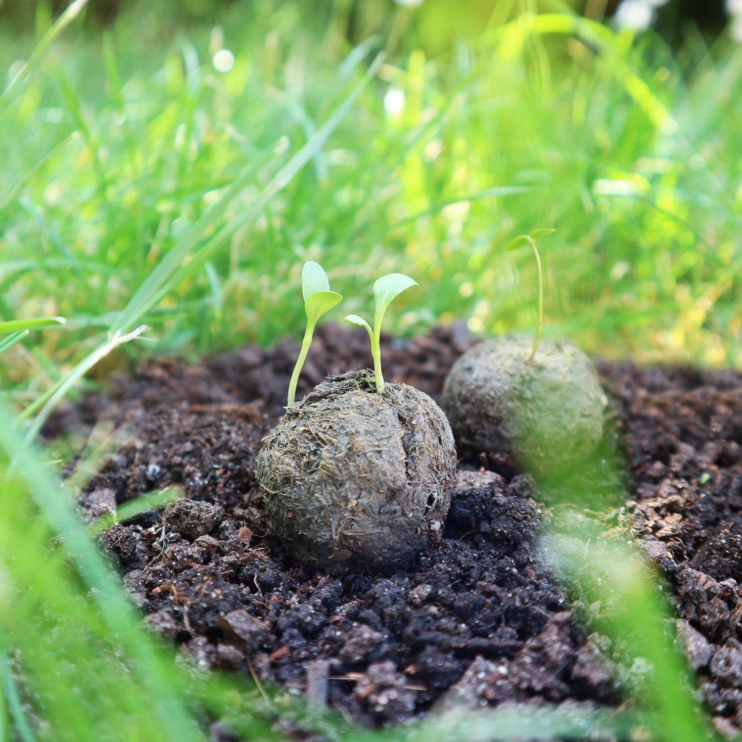 Samenbomben Die Wilde Wiese (6 Stück) | Wildblumenwiese Von FLORTUS – Bild 2